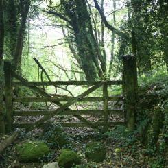 Gate in the Woods - Dartmoor