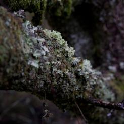 Dartmoor Woodland Lichen