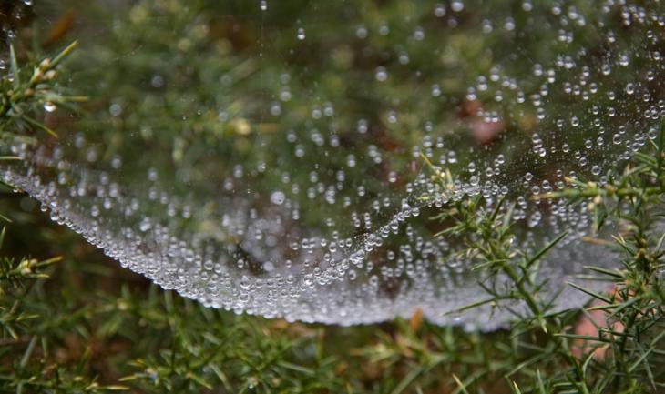 Early Morning Web